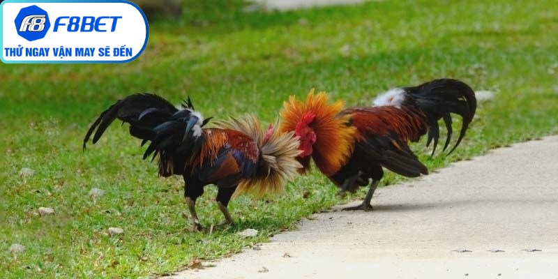 Trải nghiệm xem đá gà trực diện qua màn hình công nghệ sắc nét