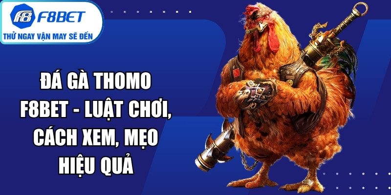 Đá Gà Thomo f8bet
