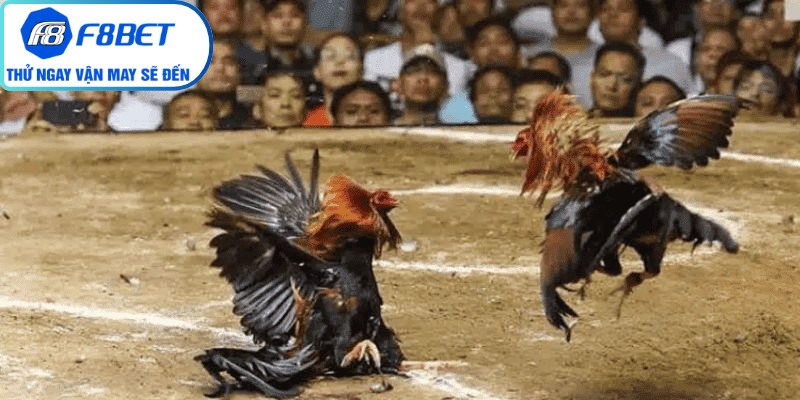 Review đá gà f8bet mang đến cái nhìn toàn diện cho độc giả